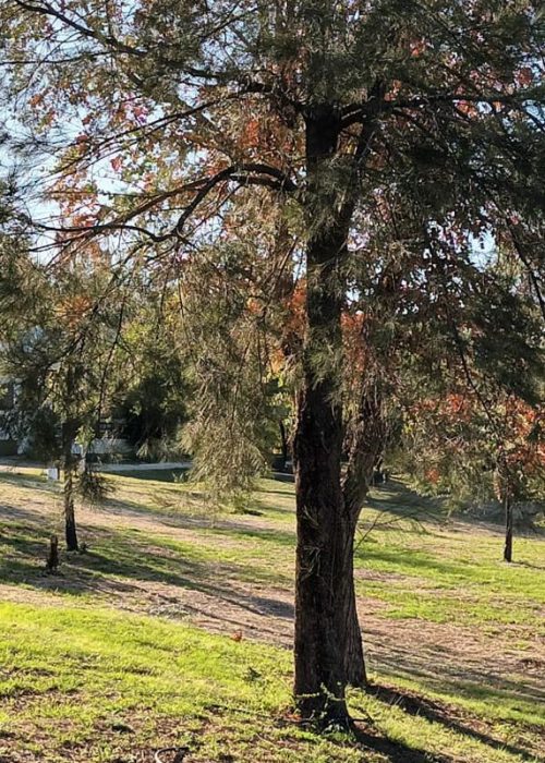 Condominio El Renuevo. Alquiler de Suites El Renuevo, Alquiler de Casas El Renuevo, Alquiler de Cabañas El Renuevo, Alquiler en Mina Clavero El Renuevo, Valle de traslasierra El Renuevo, Córdoba El Renuevo. Argentina El Renuevo. PAZ Y TRANQUILIDAD A LOS PIES DE LAS ALTAS CUMBRES